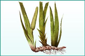 Allgemeng Stäerkung a Potenzverbesserende Calamus